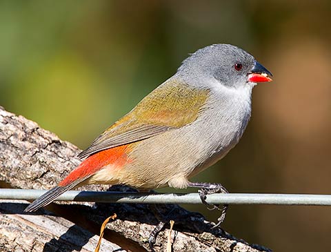 Swee Waxbill female